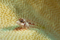 Helcogramma chica (Little Hooded Triplefin)