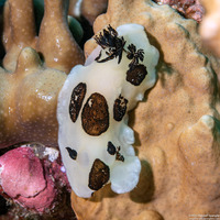 Jorunna funebris (Mourning Jorunna)