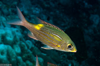 Gnathodentex aureolineatus (Striped Large-Eye Bream)