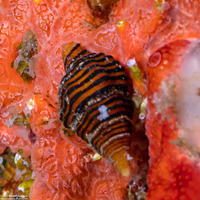 Turrilatirus turritus (Tower Latirus)