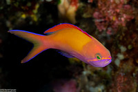 Pseudanthias dispar (Redfin Anthias)