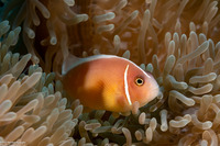 Amphiprion perideraion (Pink Anemonefish)