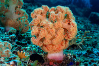 Dendronephthya sp.1 (Dendronephthya)