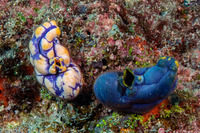 Polycarpa aurata (Ink-Spot Sea Squirt)