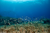 Chromis ternatensis (Ternate Chromis)