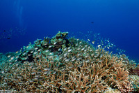 Chromis ternatensis (Ternate Chromis)