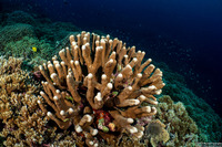 Isopora palifera (Isopora Palifera)