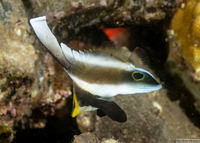 Heniochus chrysostomus (Pennant Bannerfish)