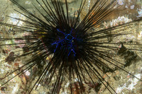 Diadema savignyi (Savigny's Long-Spined Urchin)