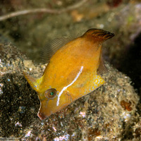 Pervagor nigrolineatus (Black-Lined Filefish)