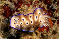 Hypselodoris tryoni (Tryon's Risbecia)