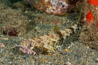 Saurida gracilis (Slender Lizardfish)