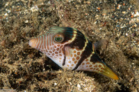 Canthigaster valentini (Black-Saddled Toby)