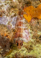 Pleurosicya mossambica (Common Ghostgoby)