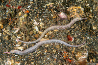 Corythoichthys haematopterus (Reeftop Pipefish)