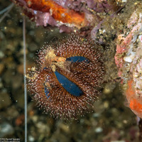 Mespilia globulus (Globe Urchin)