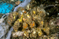 Camposcia retusa (Blunt Decorator Crab)
