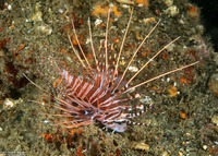 Pterois antennata (Spotfin Lionfish)