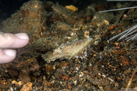 Sepia bandensis (Dwarf Cuttlefish)