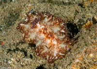 Discodoris boholiensis (Bohol Discodoris)