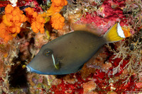 Sufflamen chrysopterum (Flagtail Triggerfish)