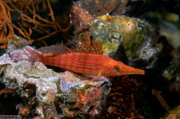 Oxycirrhites typus (Longnose Hawkfish)