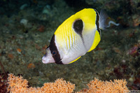 Chaetodon unimaculatus (Teardrop Butterflyfish)