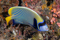 Pomacanthus imperator (Emperor Angelfish)