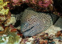 Gymnothorax favagineus (Honeycomb Moray)