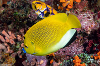Apolemichthys trimaculatus (Three-Spot Angelfish)