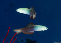 Ptereleotris evides (Twotone Dartfish)