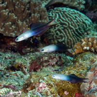 Ptereleotris evides (Twotone Dartfish)