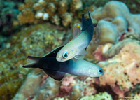 Ptereleotris evides (Twotone Dartfish)