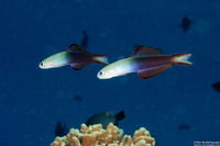 Ptereleotris evides (Twotone Dartfish)