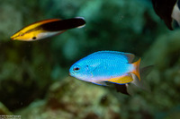 Pomacentrus coelestis (Neon Damsel)