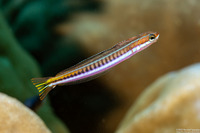 Plagiotremus tapeinosoma (Piano Fangblenny)