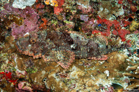 Scorpaenopsis oxycephala (Tasseled Scorpionfish)