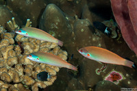 Pseudocoris yamashiroi (Redspot Wrasse)