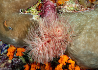 Protula bispiralis (Red Fan Worm)