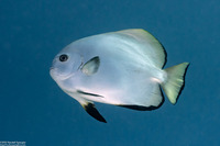 Platax boersii (Golden Spadefish)