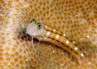Ecsenius trilineatus (Three-Lined Coralblenny)