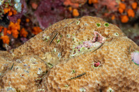 Eviota sebreei (Striped Dwarfgoby)