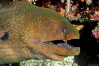 Gymnothorax javanicus (Giant Moray)