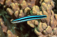 Plagiotremus rhinorhynchos (Bluestriped Fangblenny)