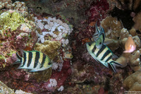 Abudefduf sexfasciatus (Scissortail Sergeant)