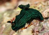 Nembrotha kubaryana (Kubaryana's Nembrotha)