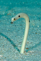 Heteroconger hassi (Spotted Garden Eel)