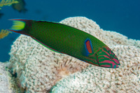 Thalassoma lunare (Crescent Wrasse)