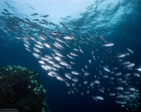 Caranx sexfasciatus (Bigeye Trevally)