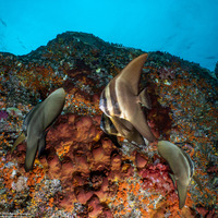 Platax teira (Longfin Spadefish)